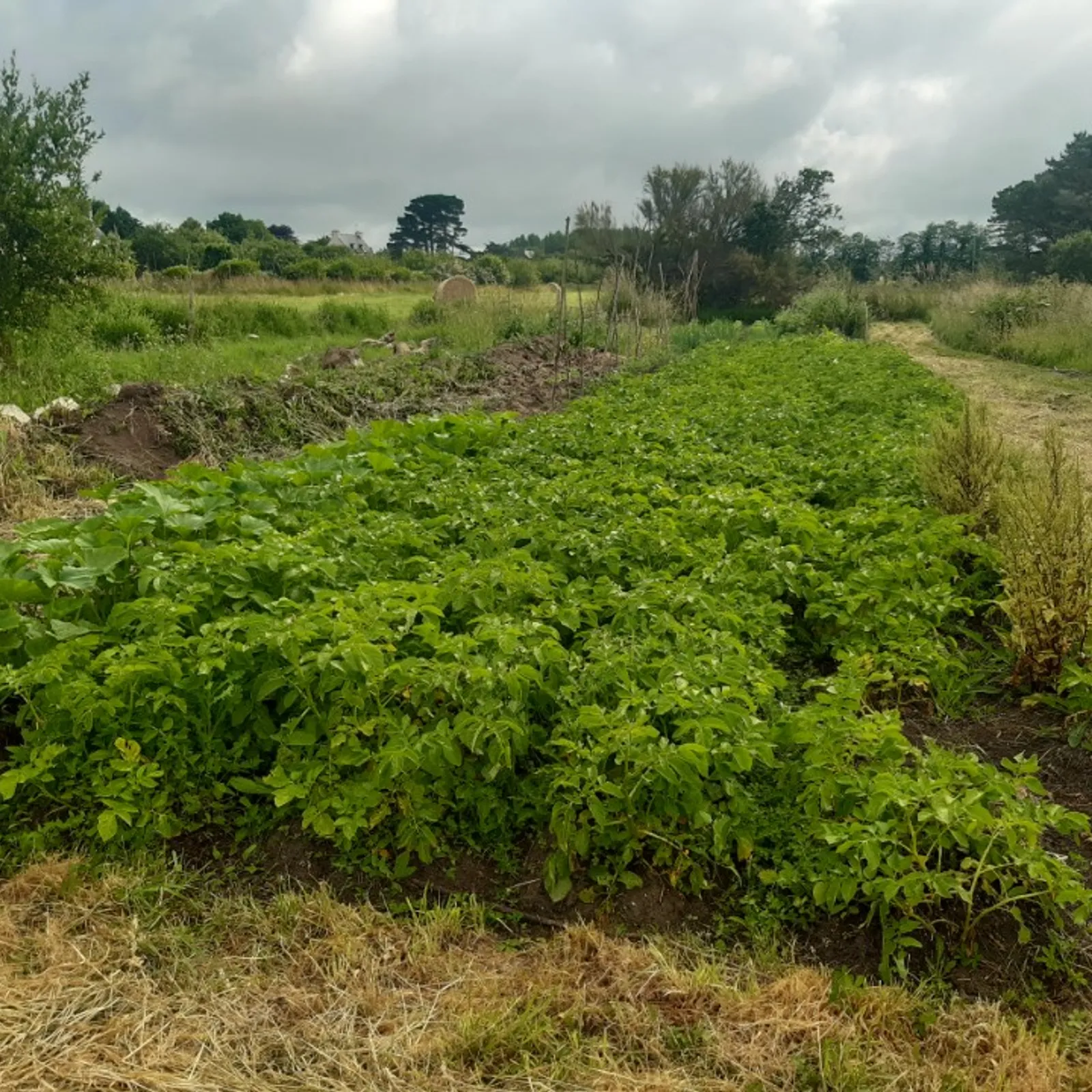 Le potager de Youenn Gloaguen (2)