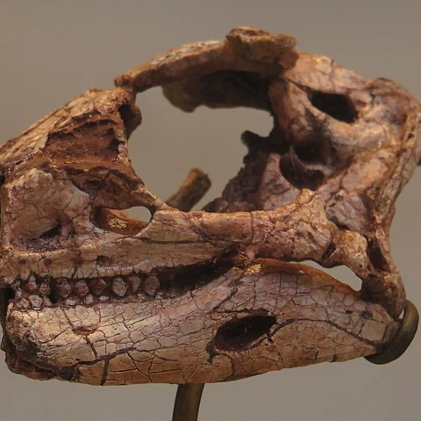 Le Lesothosaurus