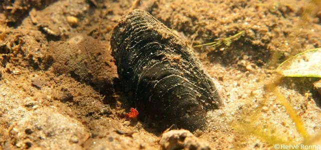 IA en breton: des pas de géant !