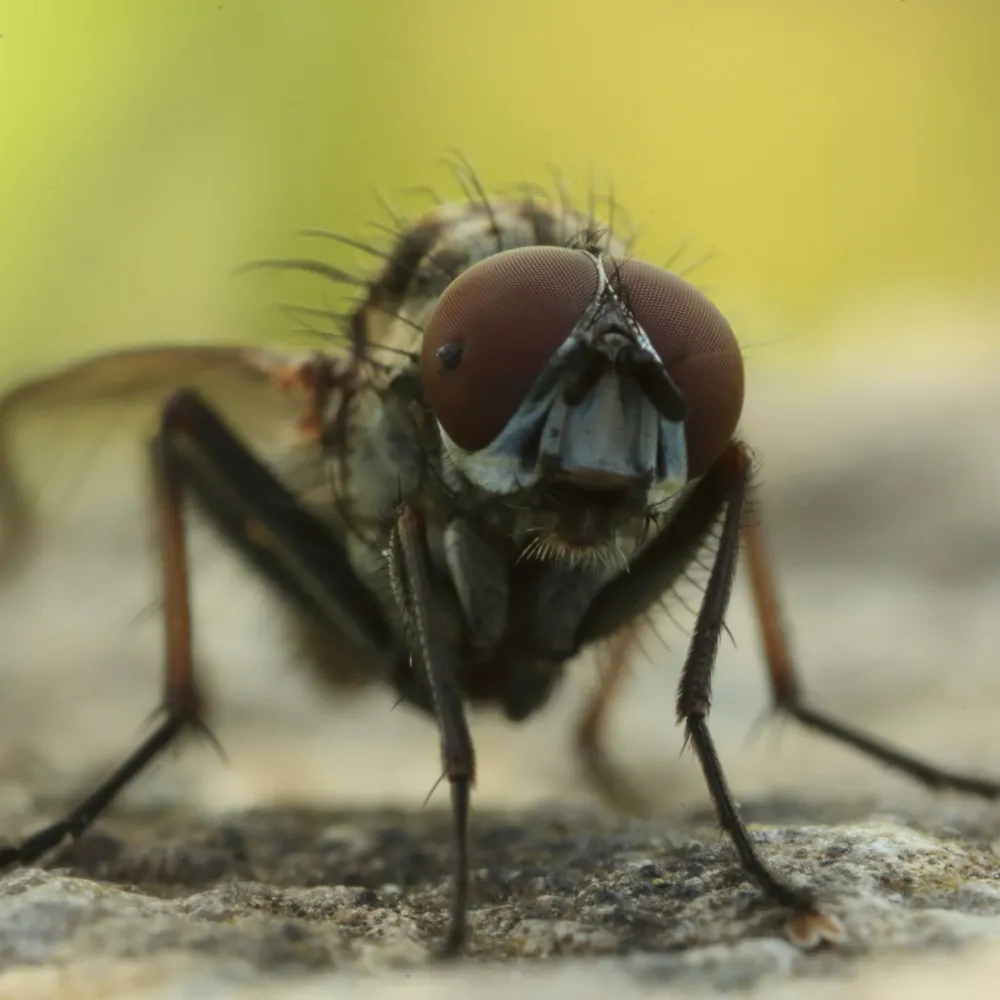 La Nature en plein coeur avec Manu décrypteur de Sauvage.
