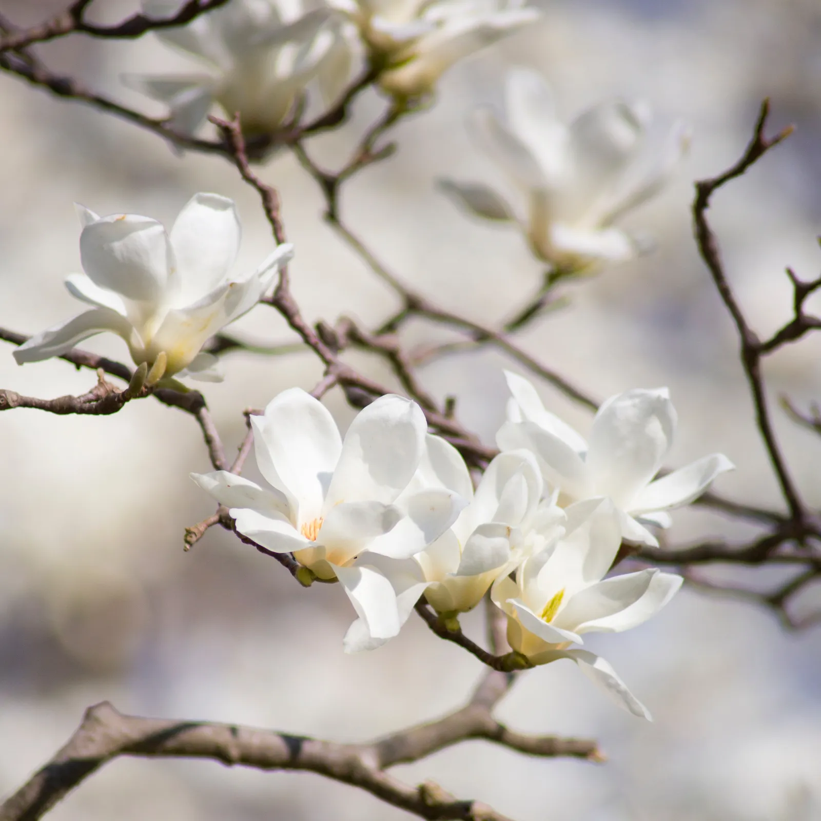 C'hwezh an Deiz 19/06/2023