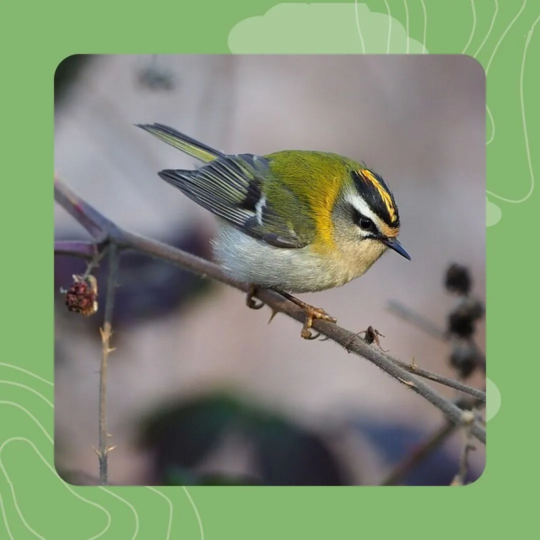 16 - al laouenan ha neket unan : an dreolan kabell flamm