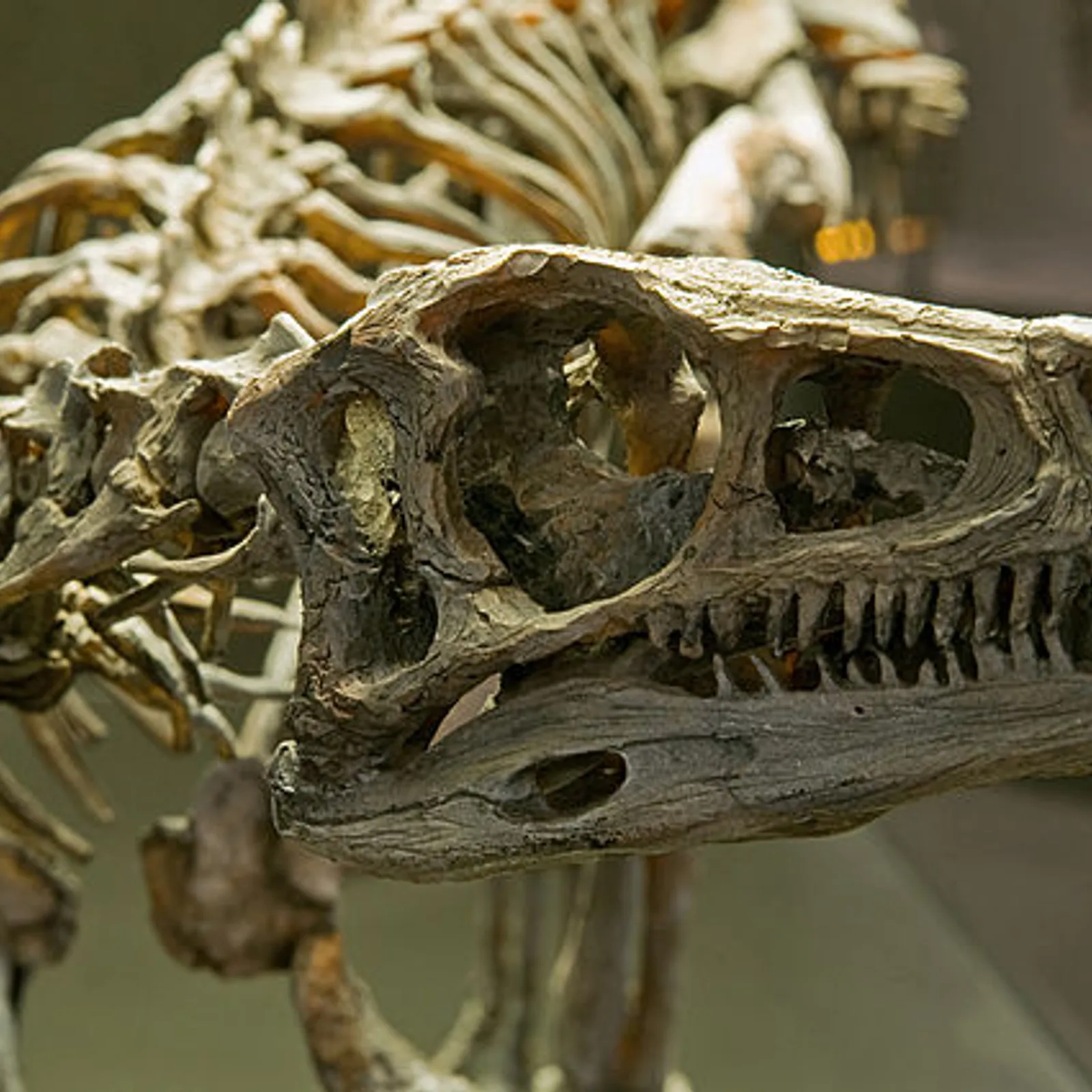 L'Eoraptor -  Le voleur de l'aube