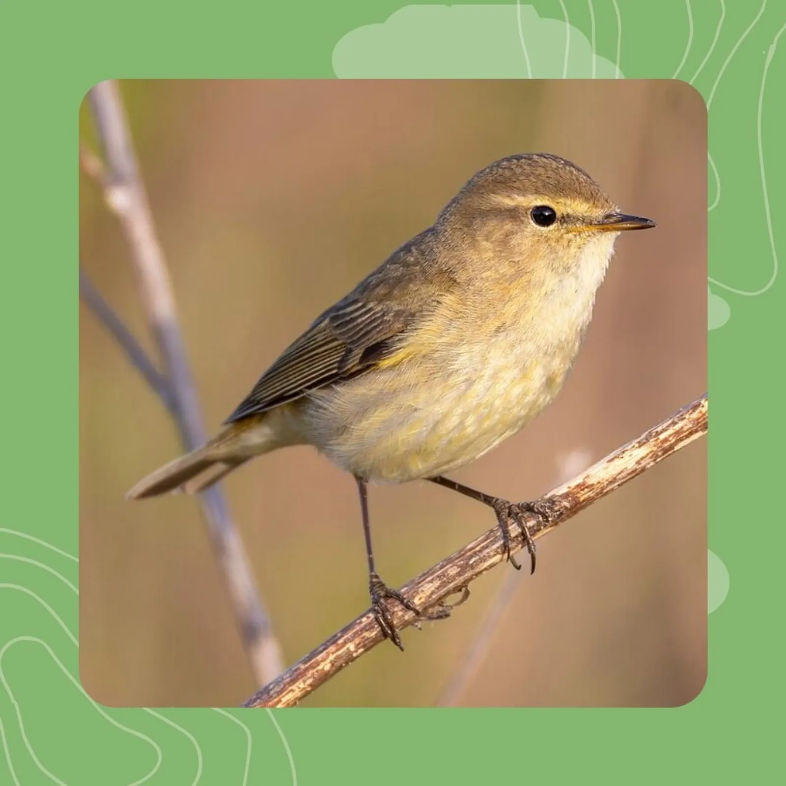 20- Puig chip-chap : neuz