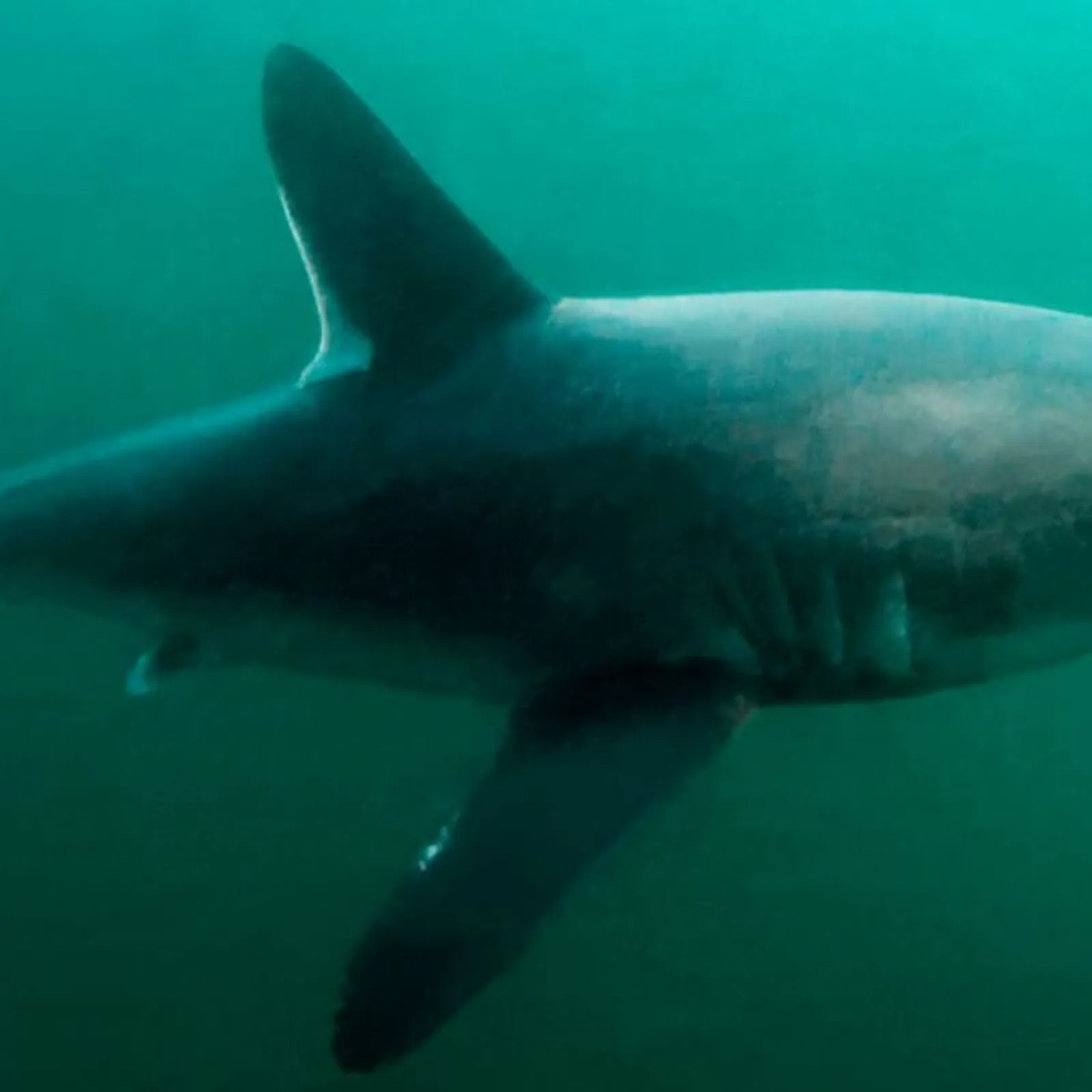 Le LAB U #68 Les déplacements du requin-taupe de la côte du Trégor