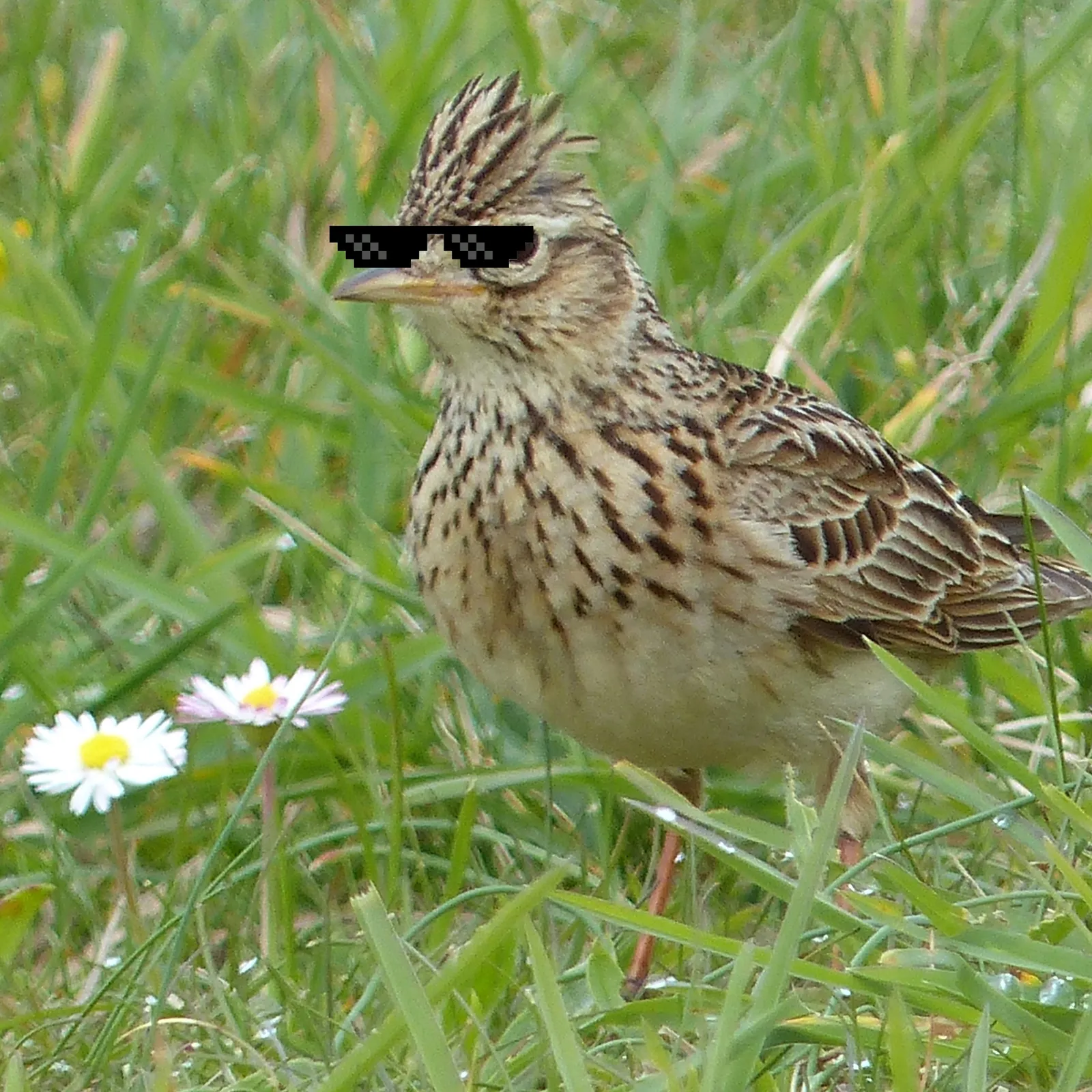 Le chant de l'alouette #20 : Rétrospective de l'année 2019