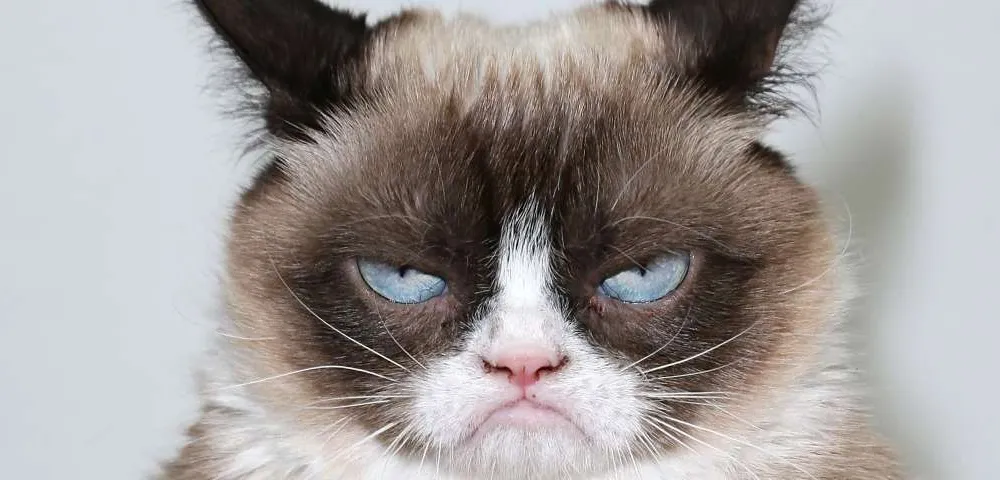 Le chant de l'ALouette #33