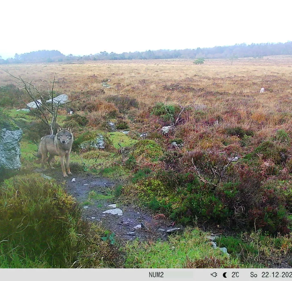 Retour du loup en Bretagne: un nouvel équilibre à trouver