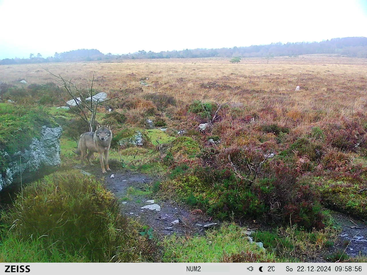 Retour du loup en Bretagne: un nouvel équilibre à trouver