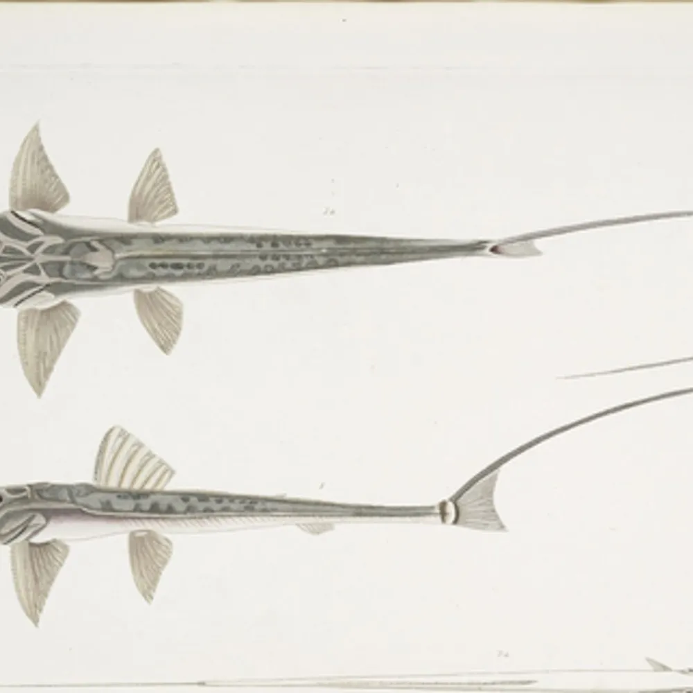 Bandes Organisées #57 : De Devo