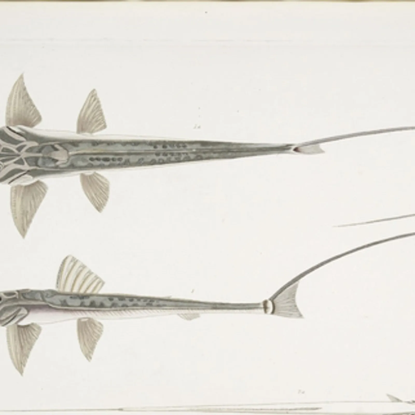 Bandes Organisées #57 : De Devo