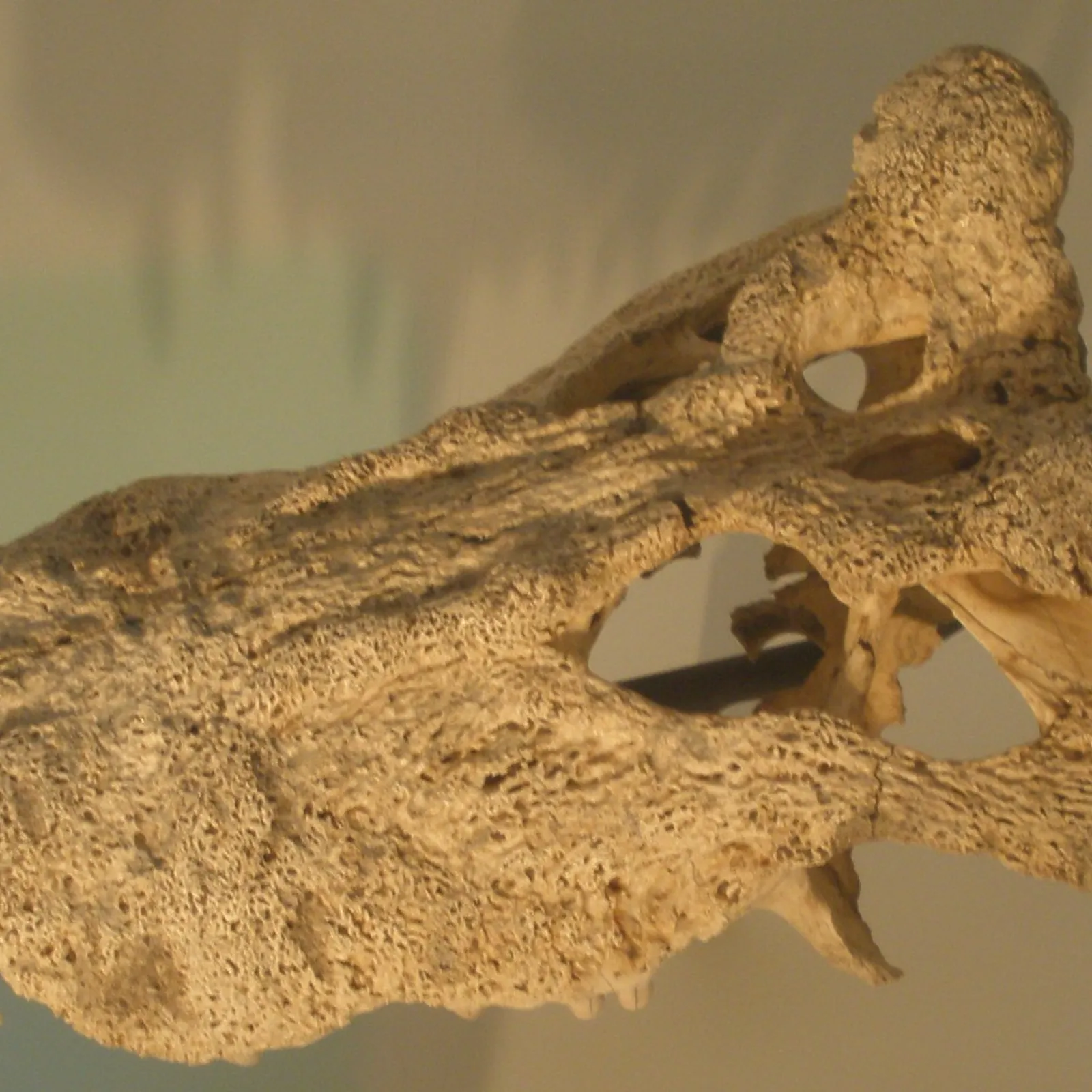 La mégafaune de Madagascar