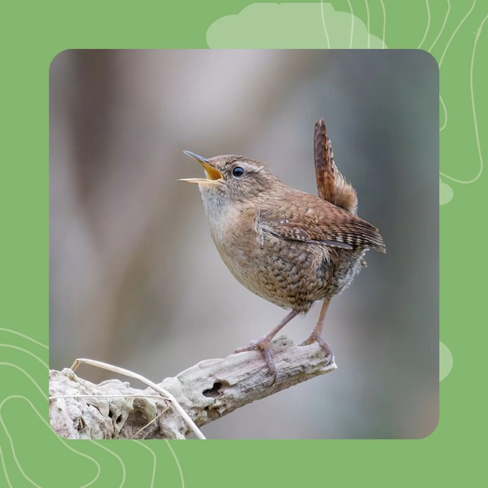 14- Laouenan troc'hanik : kan