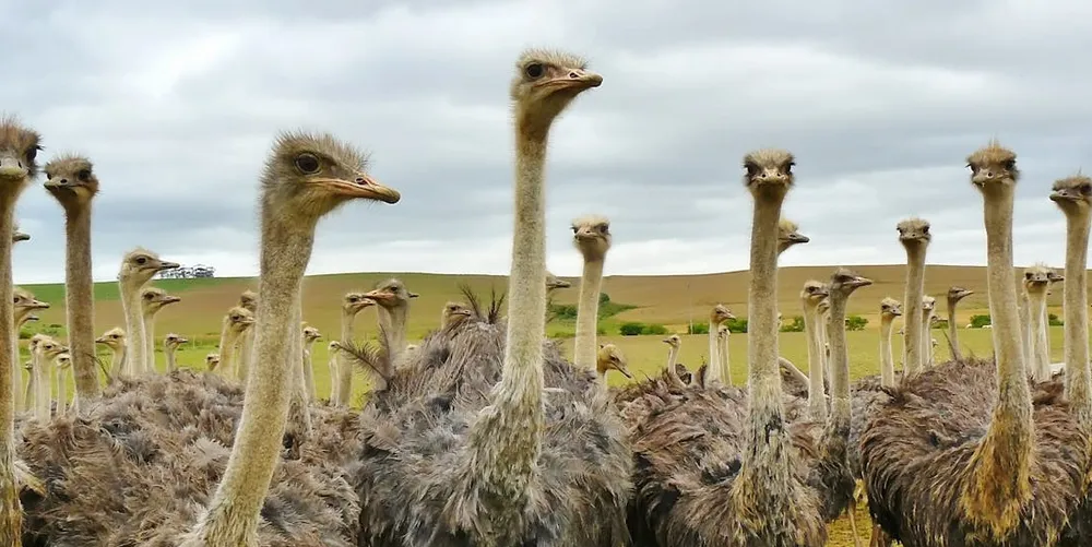 Tavarn Kreiz Mintin - Live ! 19/09/2024