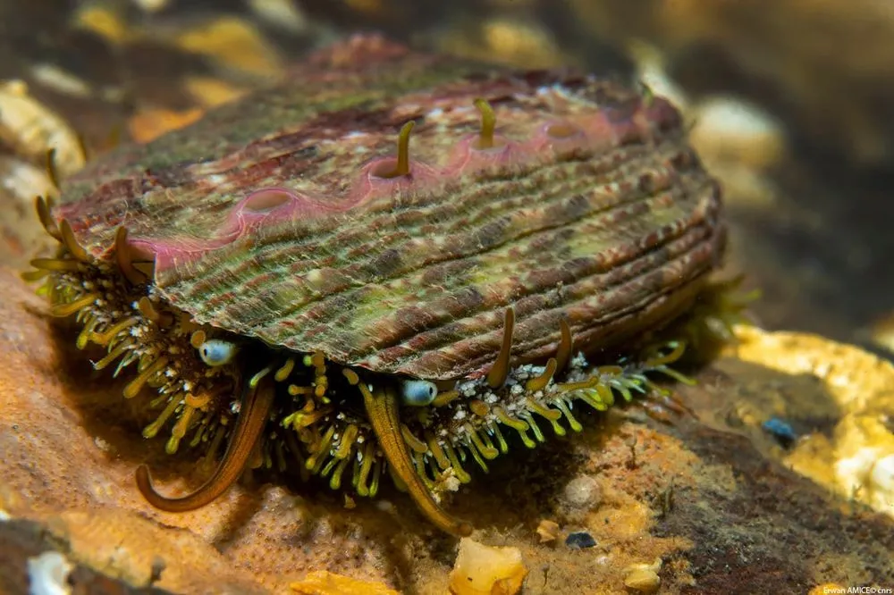L'impact du changement climatique en Bretagne en conférence le 12 novembre 2025 à Brest