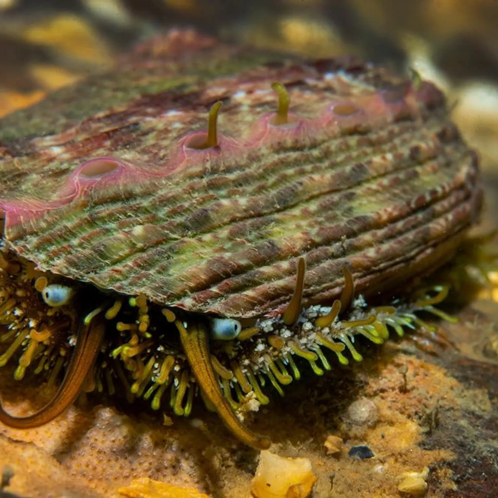 L'impact du changement climatique en Bretagne en conférence le 12 novembre 2025 à Brest