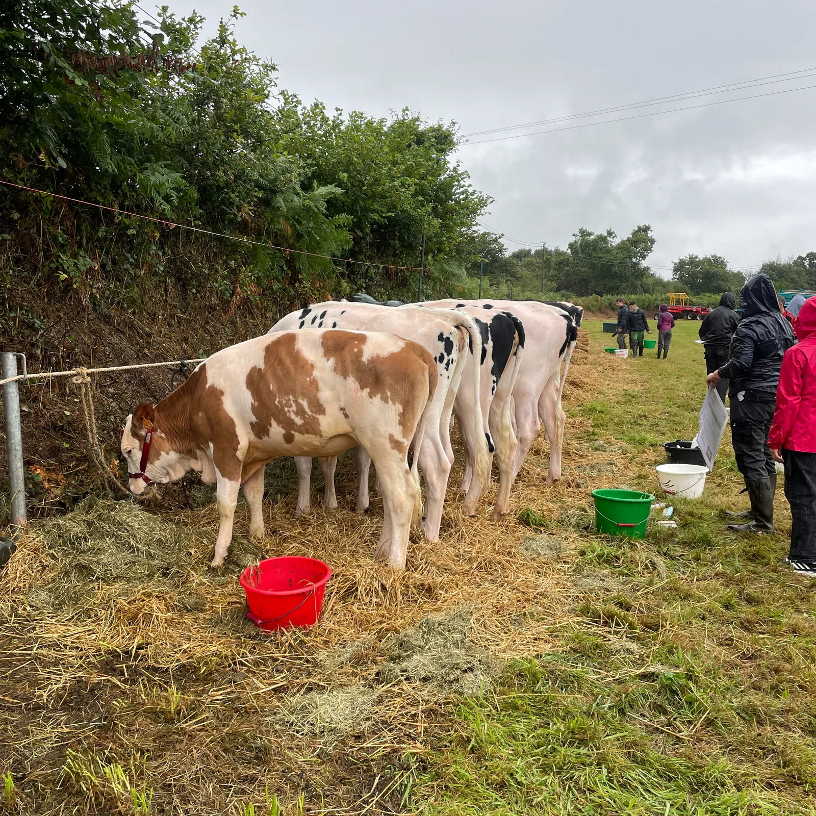 Retour sur le comice agricole de Maël Pestivien en août 2024