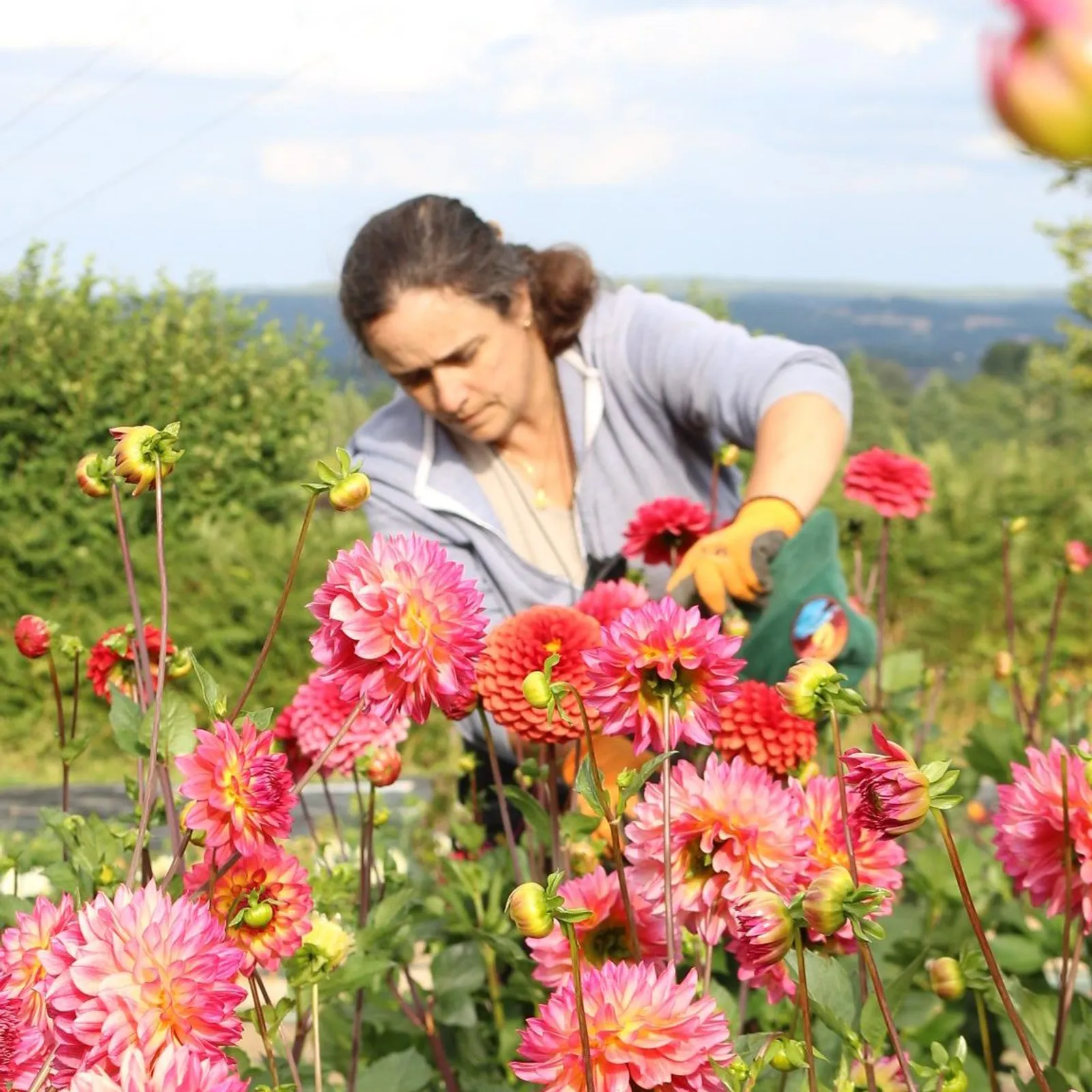 A Bourbriac Isabelle Leroux s'installe en production de fleurs bios