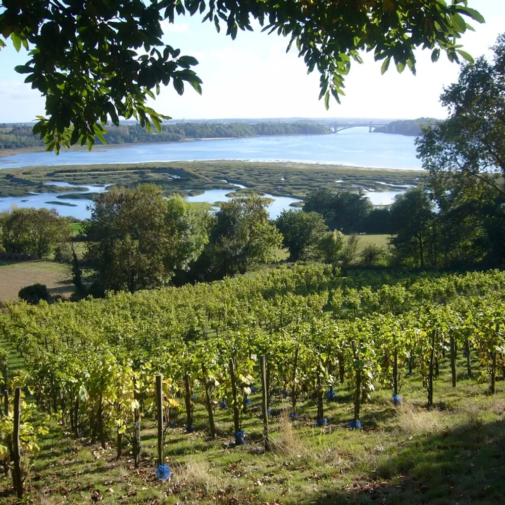La demande d'IGP Vins de Bretagne, co-portée par le SVB