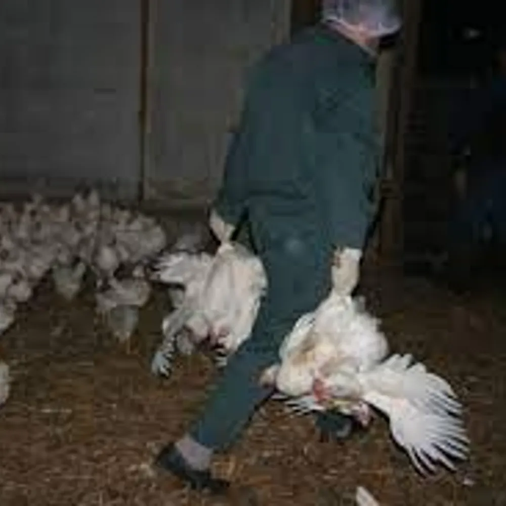 Ramasseurs de volailles sans papiers, un procès pour traite d'êtres humains au tribunal de Brest 01