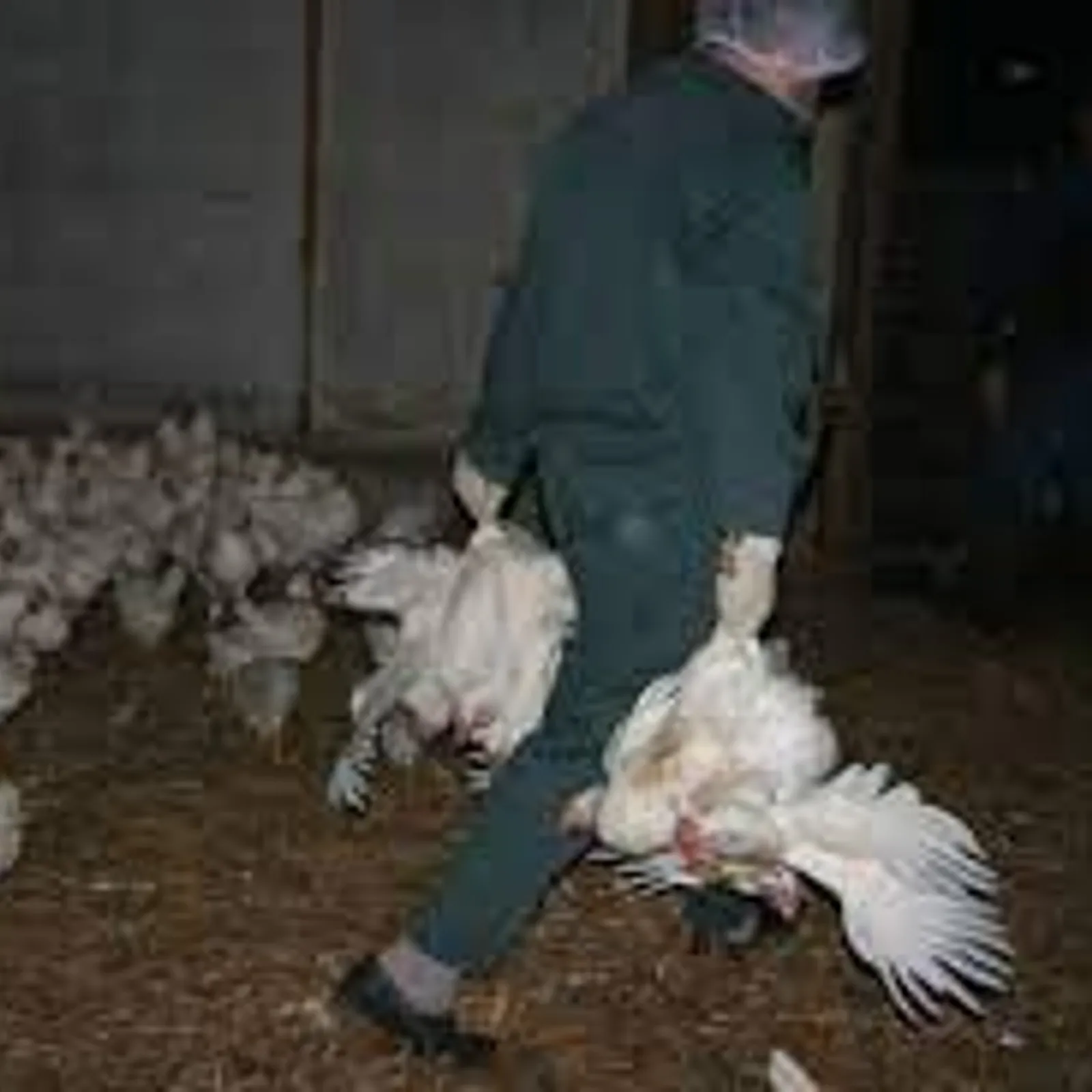 Ramasseurs de volailles sans papiers, un procès pour traite d'êtres humains au tribunal de Brest 01