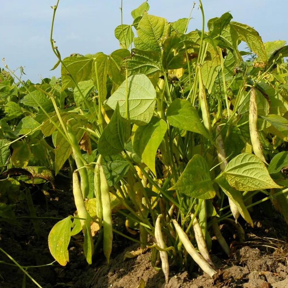 Dastum Koko Pempoull gant Yvette Kalvez