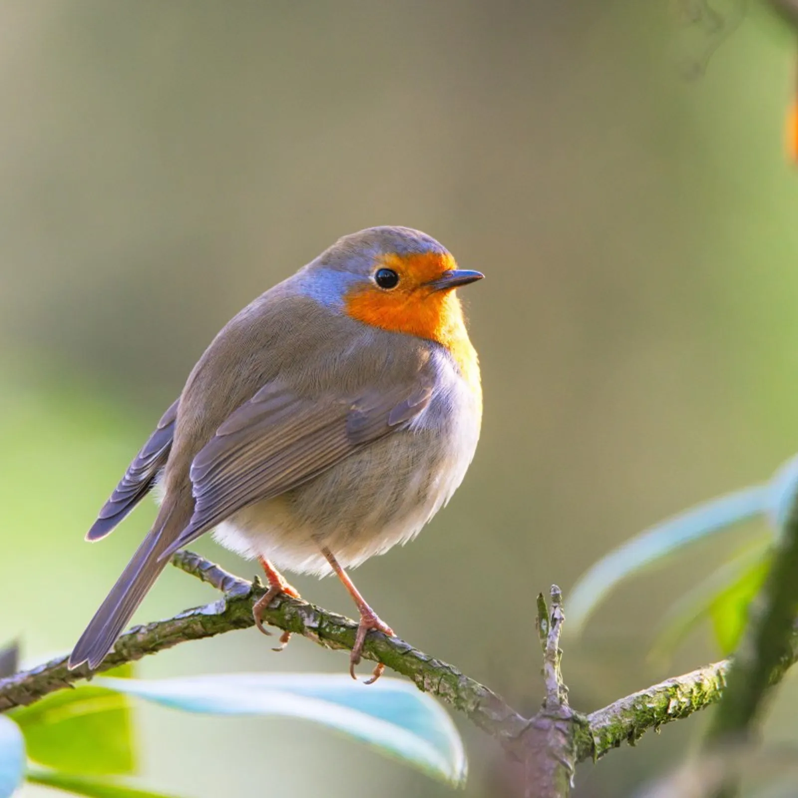 Niveradeg al laboused