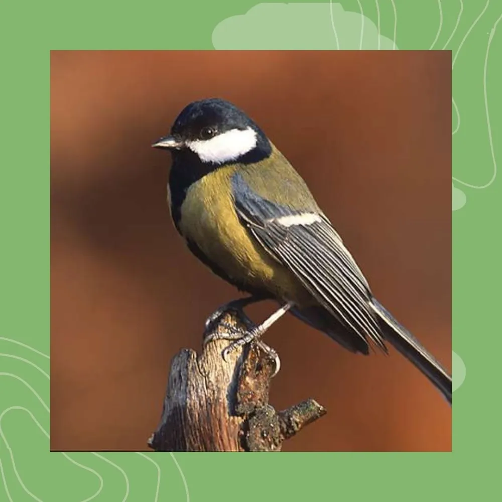 6- Ar pennglaou : neuz