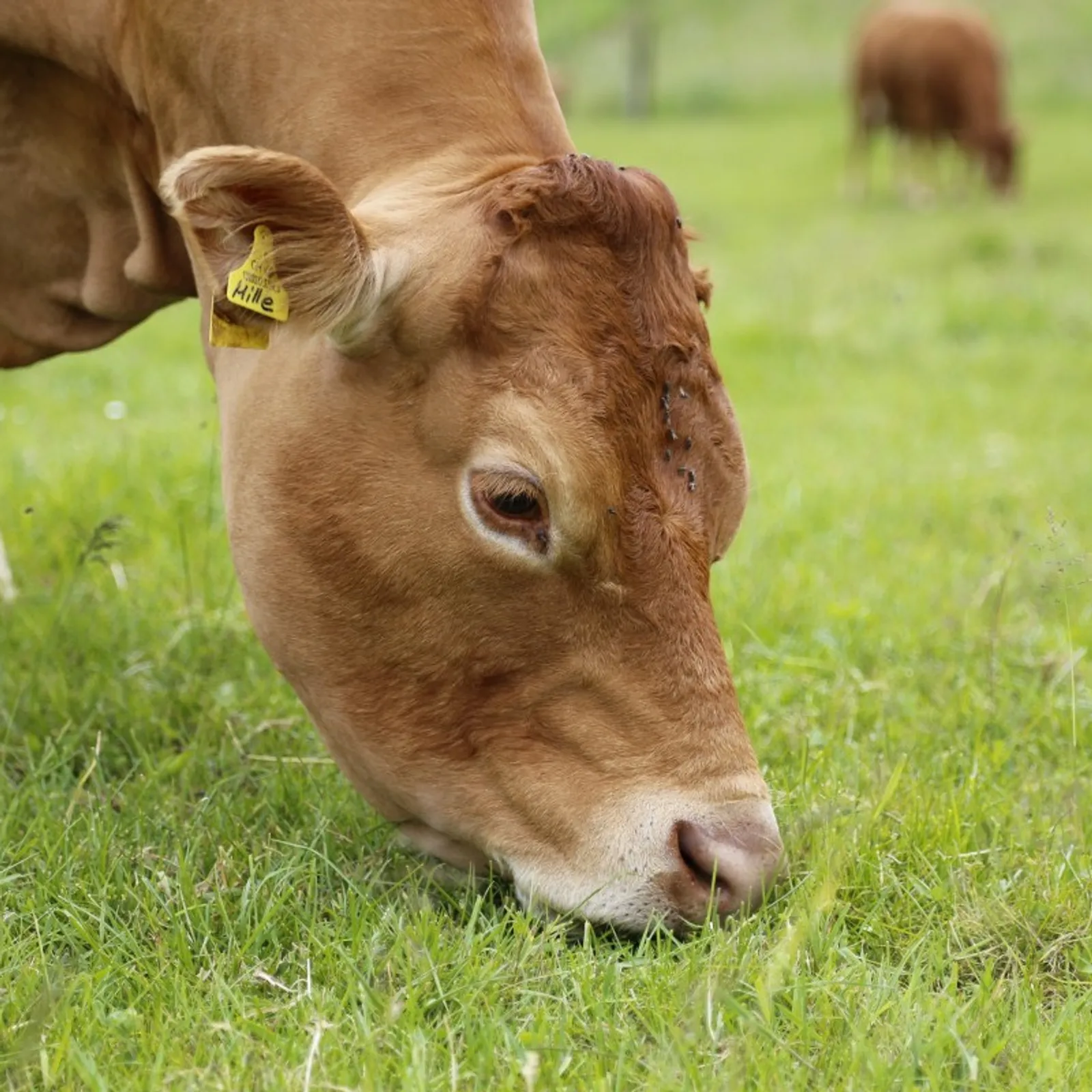 Emañ c'hoazh ar beizanted o c'hortoz skoazelloù an MAEC