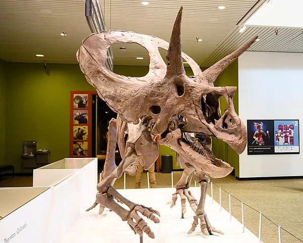 Le Tricératops Vs le Torosaurus