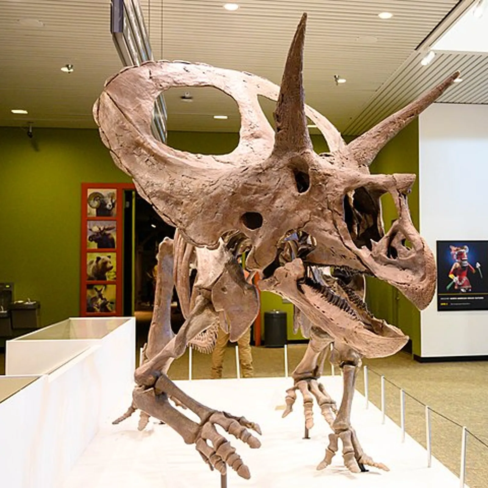 Le Tricératops Vs le Torosaurus