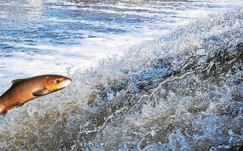 Saumon atlantique, chronique d'une disparition annoncée ? 01