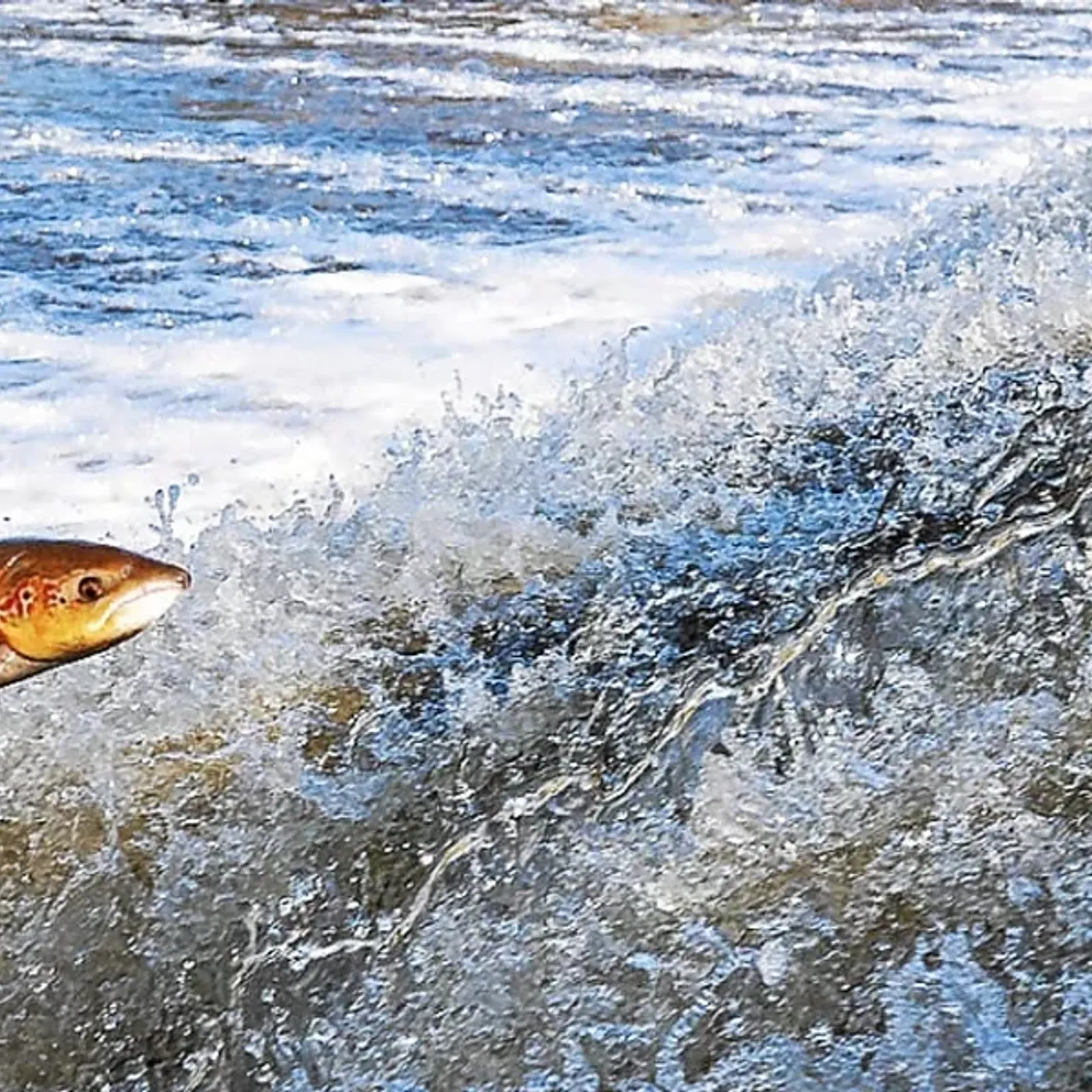 Saumon atlantique, chronique d'une disparition annoncée ? 01