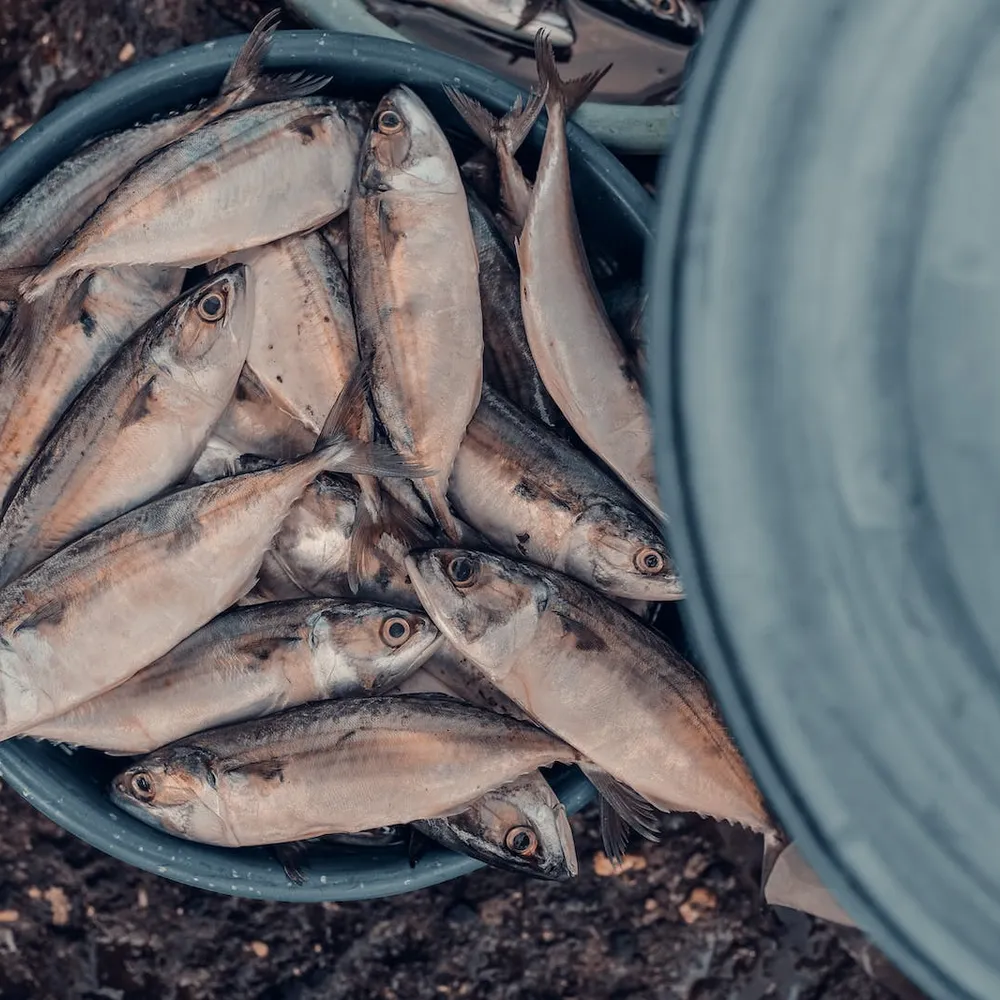 De la viande, des coquillages et du poisson !