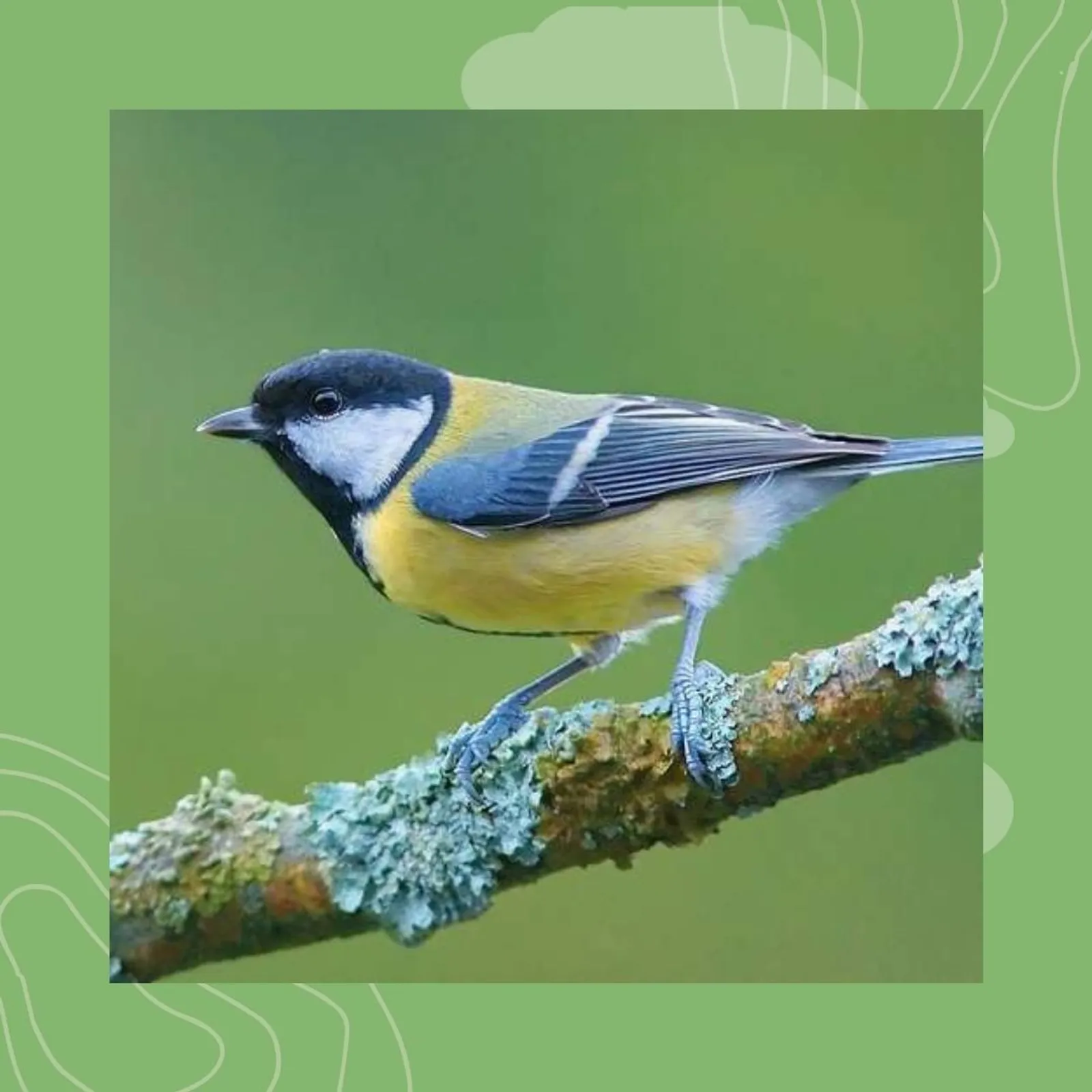 5- Ar pennglaou : ar c'han