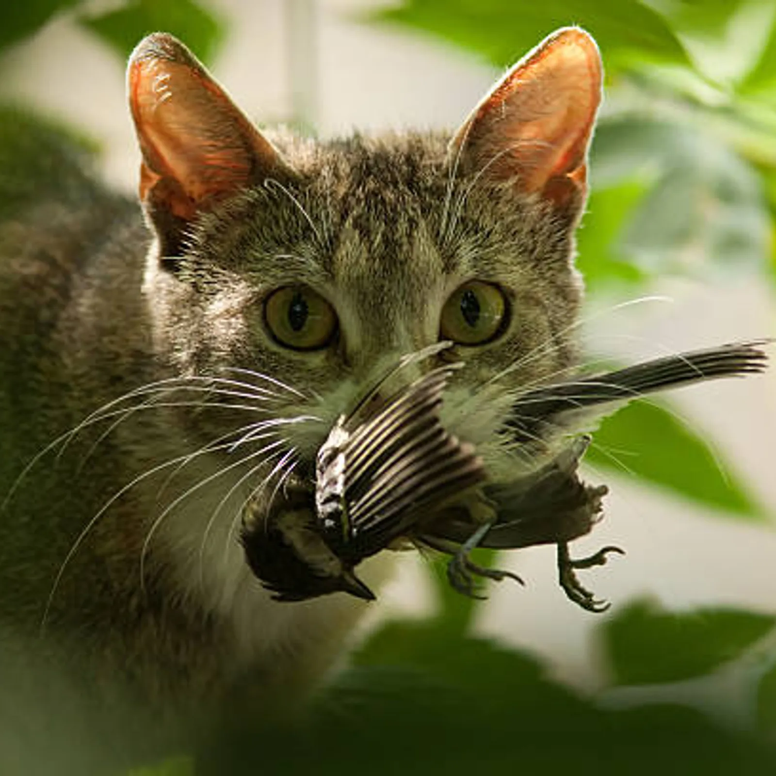 Ar c'hazh, ur lazher ?