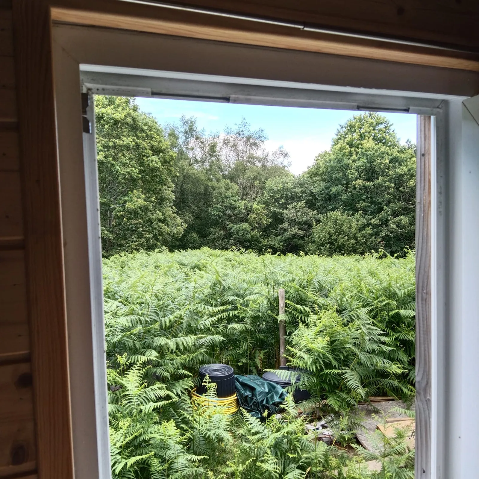 La roulotte dans la fougère