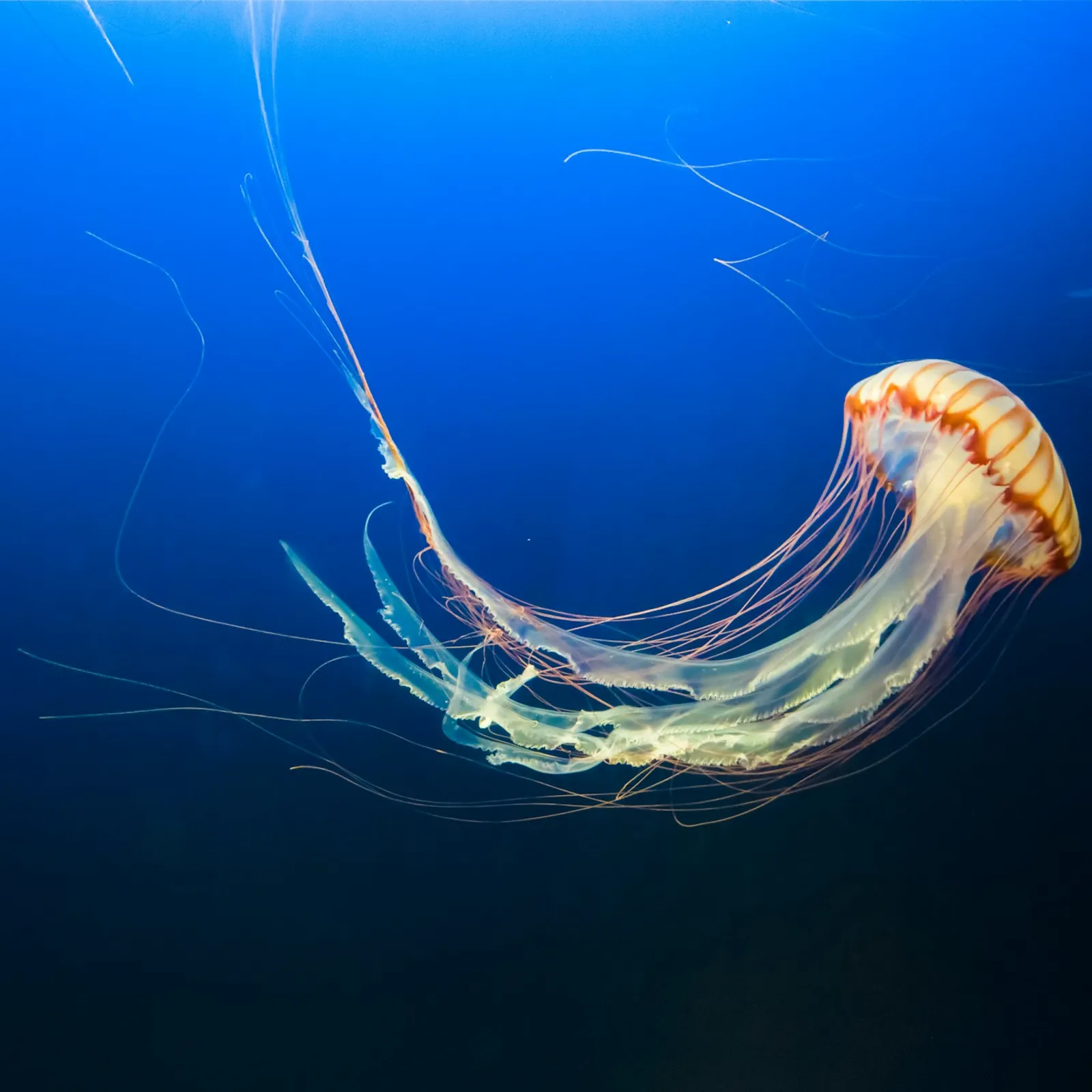 2 min pour comprendre les méduses