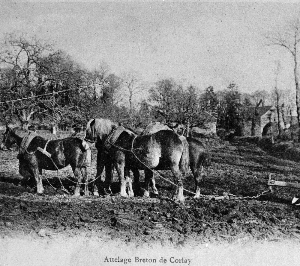 297 Ar (labour-douar)