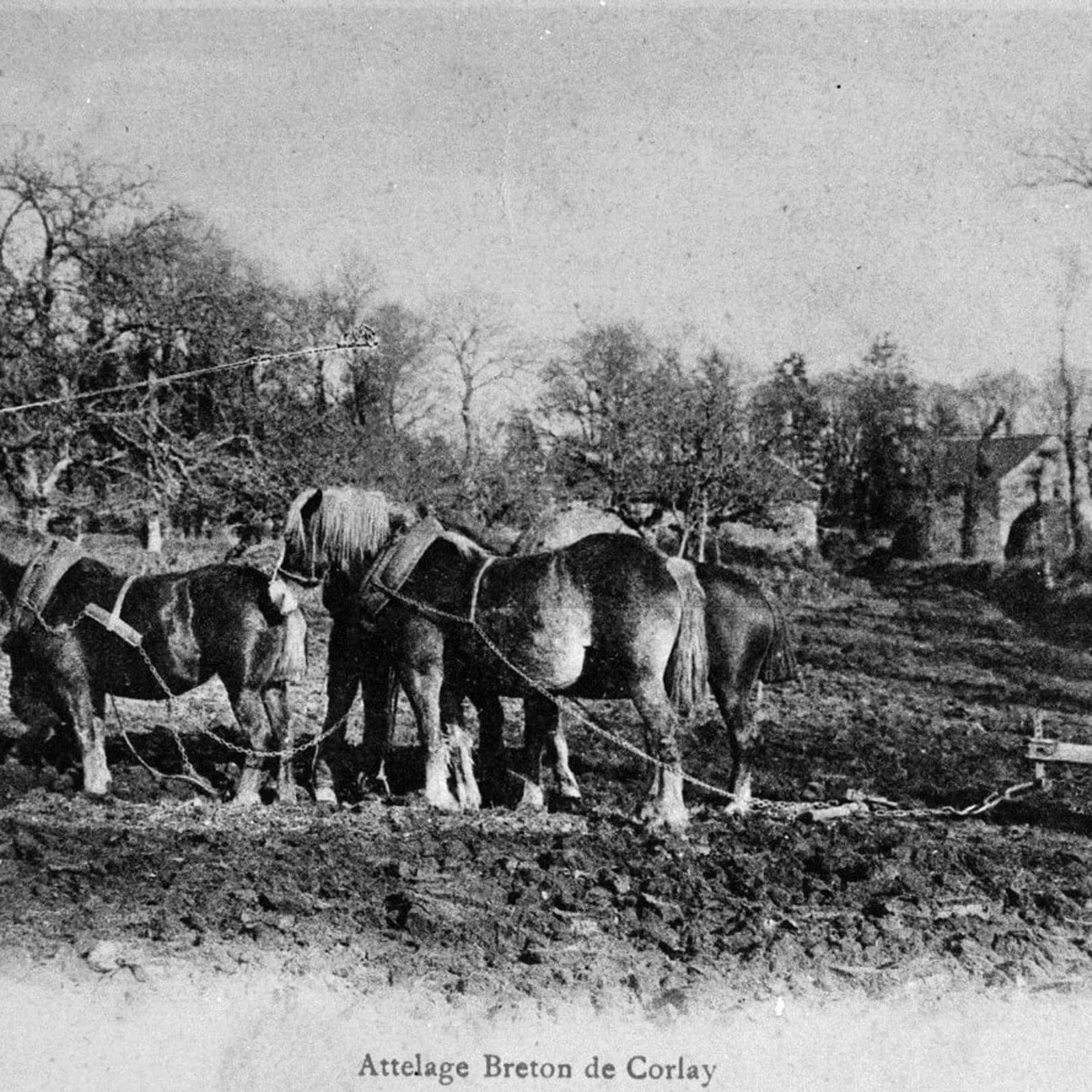 297 Ar (labour-douar)