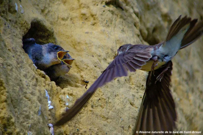 Grippe aviaire en Côtes d'Armor épisode 03 le GEOCA et l'OFB