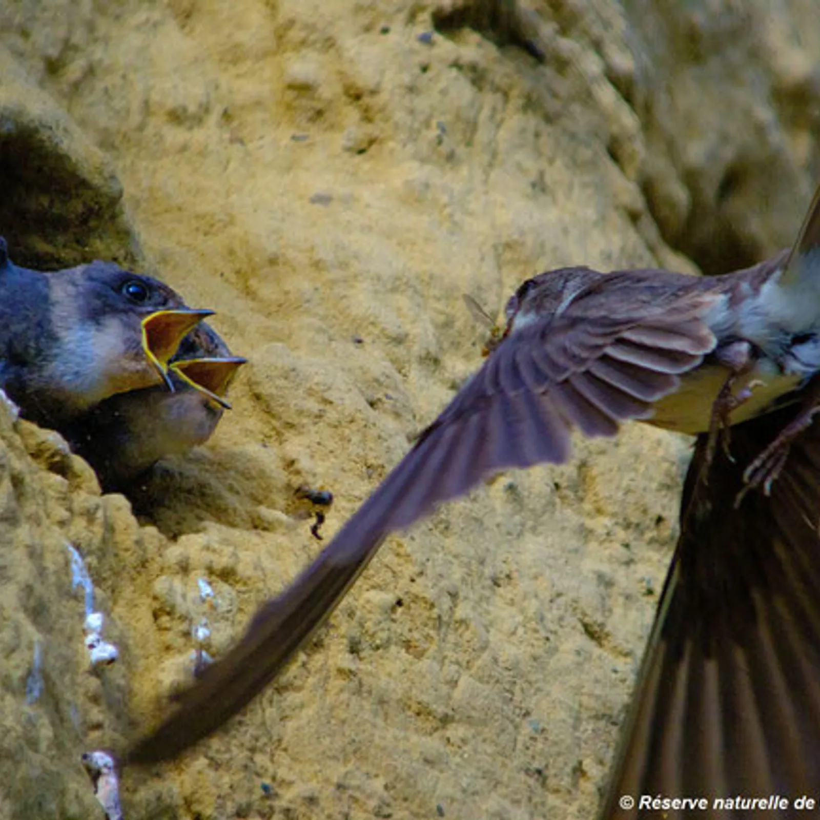 Grippe aviaire en Côtes d'Armor épisode 03 le GEOCA et l'OFB