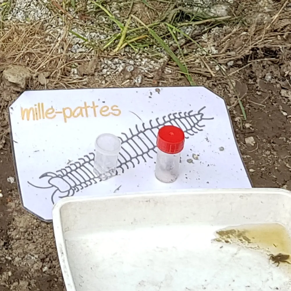 ATELIERS RADIO Augan - Maternelles CP - « École dehors » - Dessine-moi l'école dehors