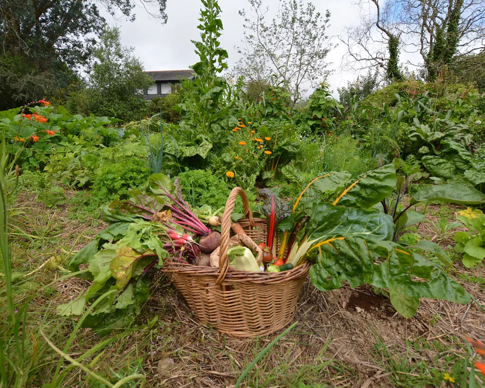 Une plante, une histoire