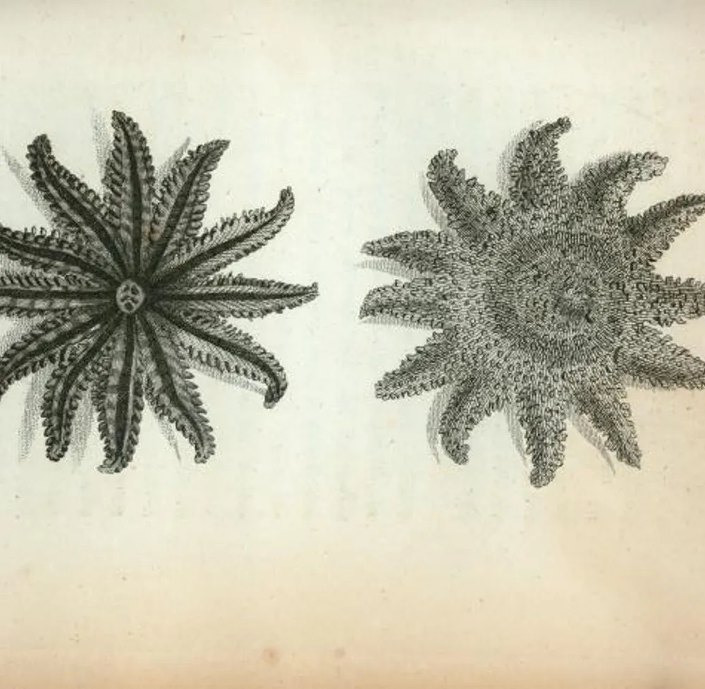 Bandes Organisées #22 : d'un combat à un autre