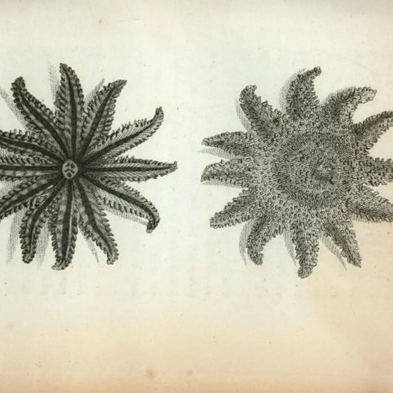 Bandes Organisées #22 : d'un combat à un autre