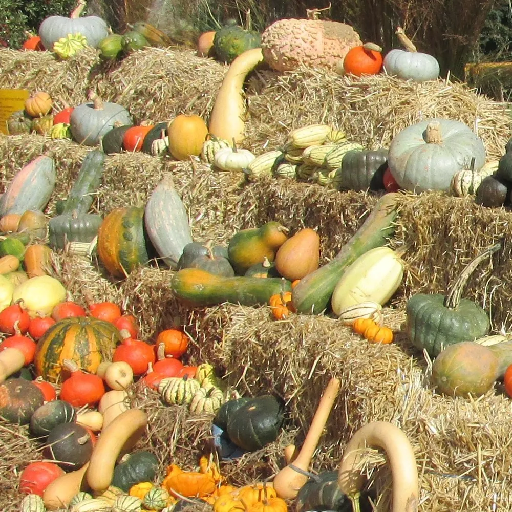 Foar ar c'houloudr e Pederneg + Skolajidi war roudoù Tangi Prijant (2/2)