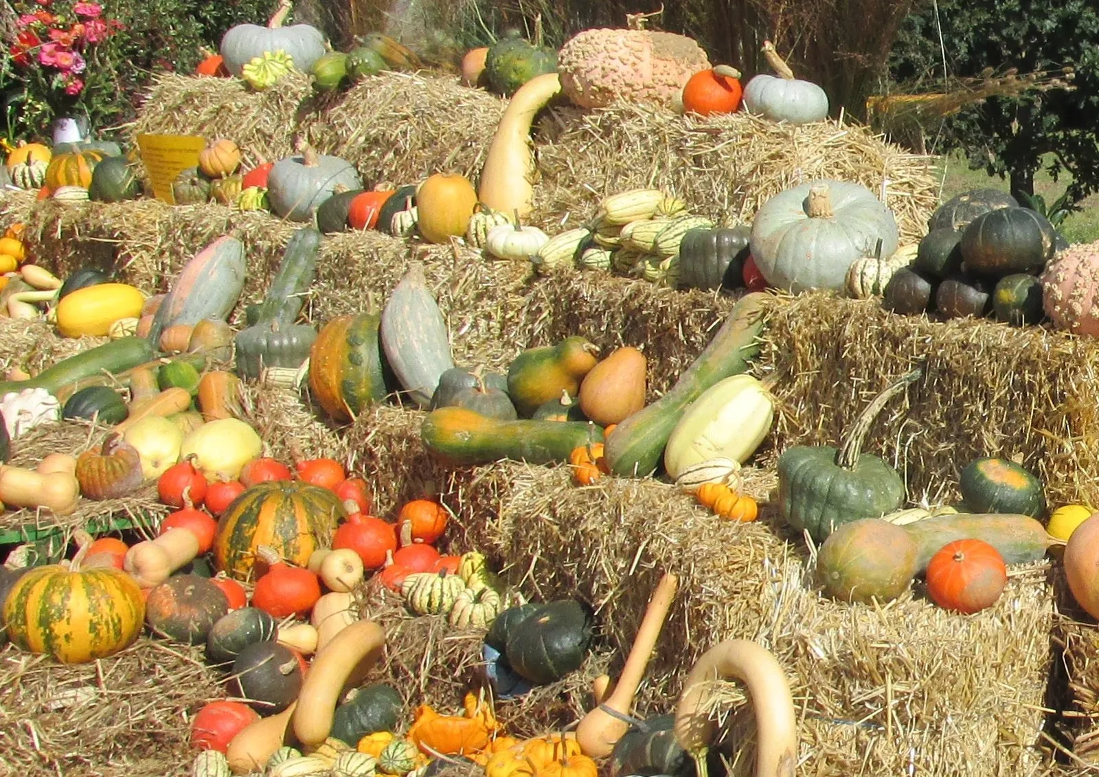 Foar ar c'houloudr e Pederneg + Skolajidi war roudoù Tangi Prijant (2/2)