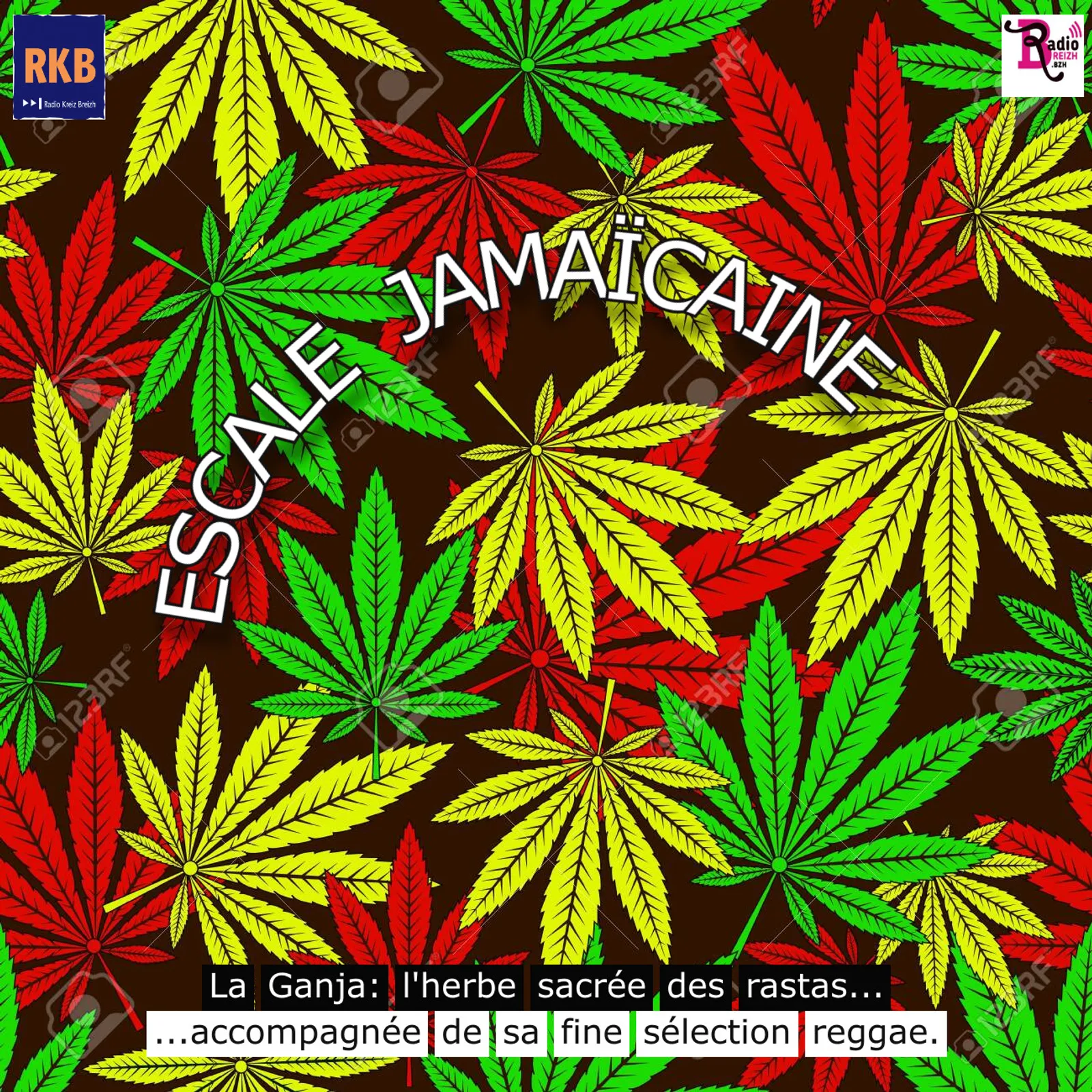 L’herbe sacrée du Reggae – Janv 2026