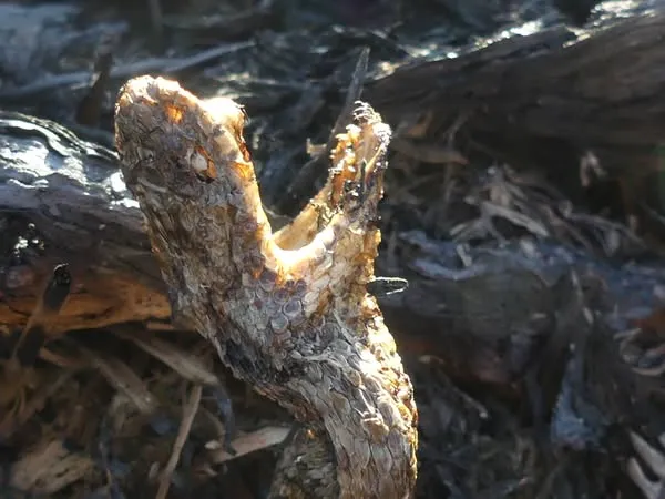 Landes Locarn, un point sur la régénerescence avec Maël Bausson